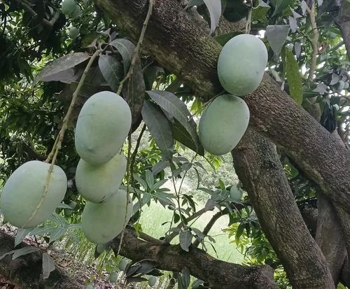 Fresh Langra Mangos