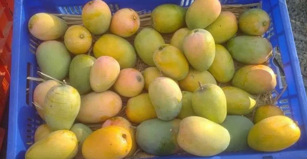 Himsagar Mango