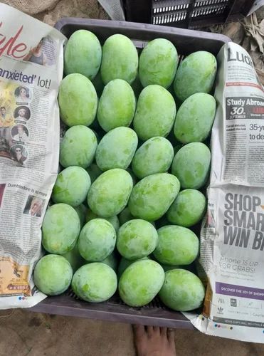 Langra Mango & Lakhan vog
