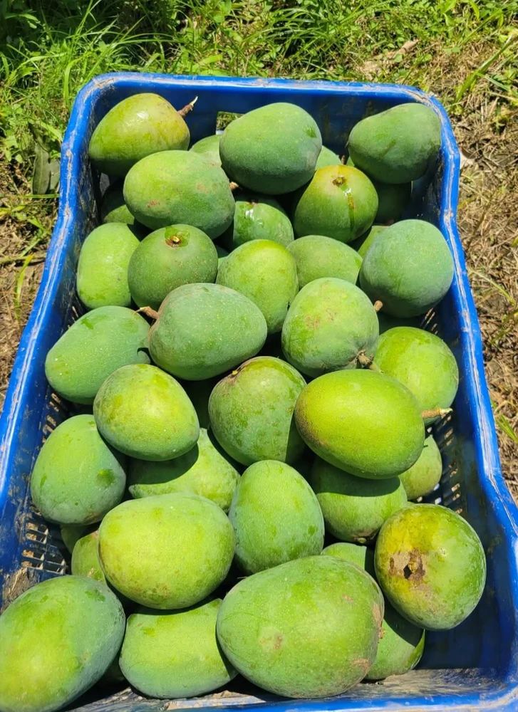Himsagar Mango Lengara