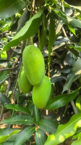 Dasheri Raw Mango