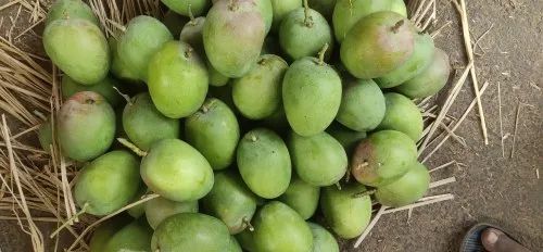 Langda Aam