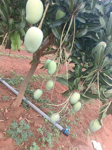Organic Langra mango