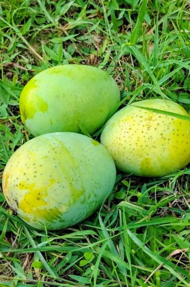 Langra Mango