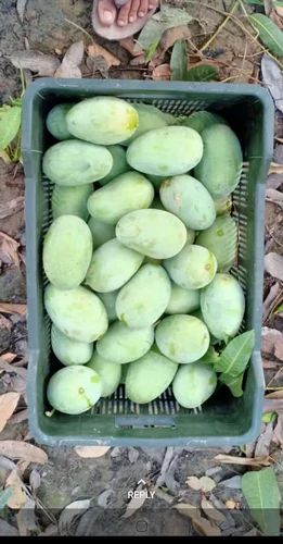 Green Langra Mango