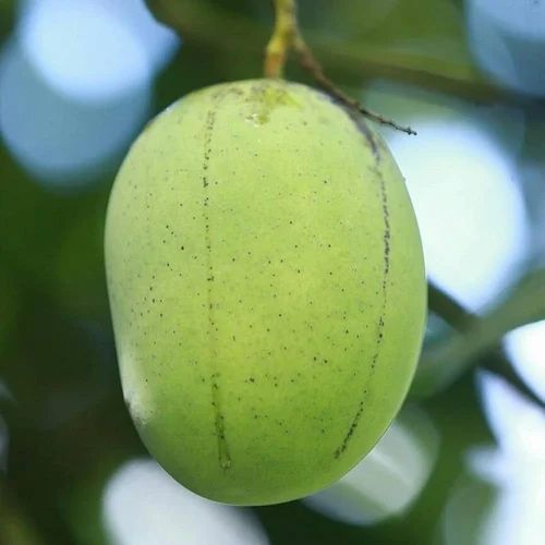 Langra Mango A-Grade, Naturally Ripened