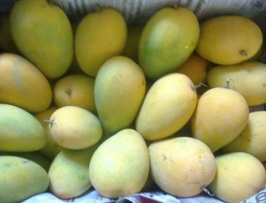 Langra Mango