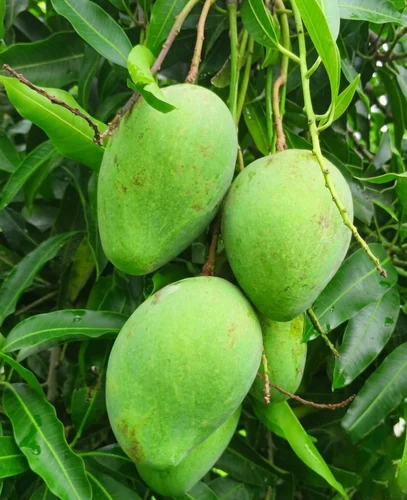 A Grade Fresh Chaunsa Mango