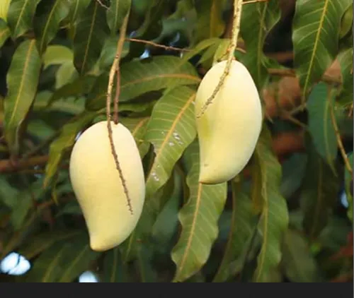 Chaunsa Mango Fruit