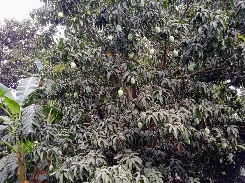 Fresh Chaunsa Mango