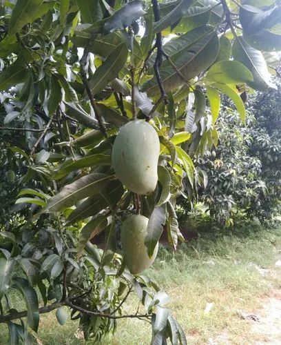Fresh Mango Chausa