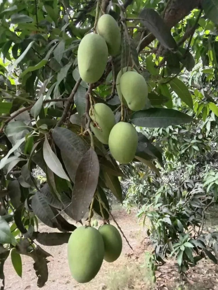 Chaunsa Mango