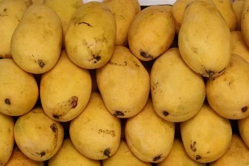 Yellow Organic Chaunsa Mango, Packaging Type: Carton, Packaging Size: 10 Kg