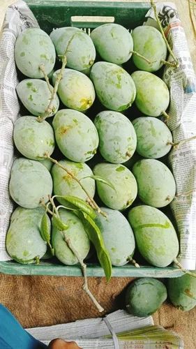 Green Fresh chausa