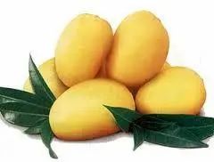 Raw Chaunsa Mango