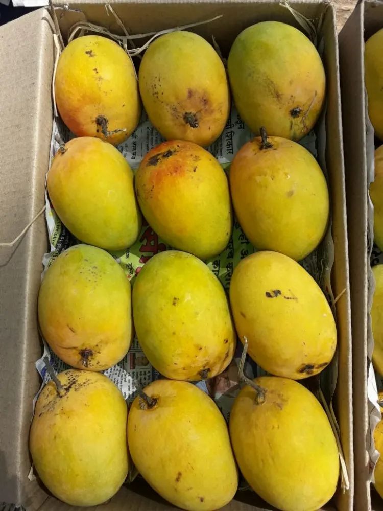 Chaunsa Mangoes