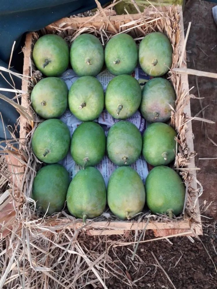 Chaunsa Mango