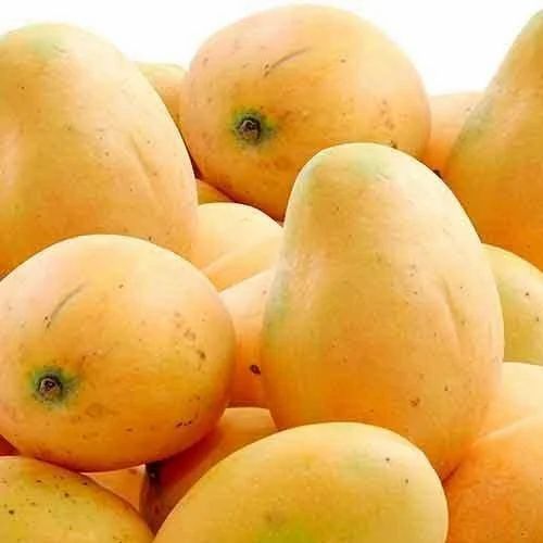 Fresh Banganapalli Mango