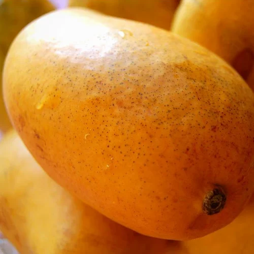 Banganapalli Mango