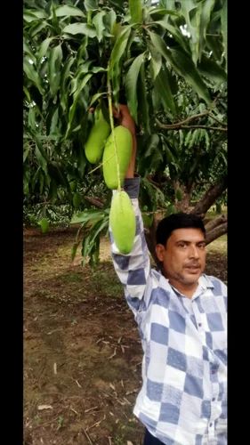 MALIHABADI DASEHERI MANGO