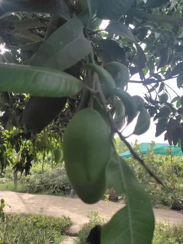 Dasheri Mango Fruit Plant