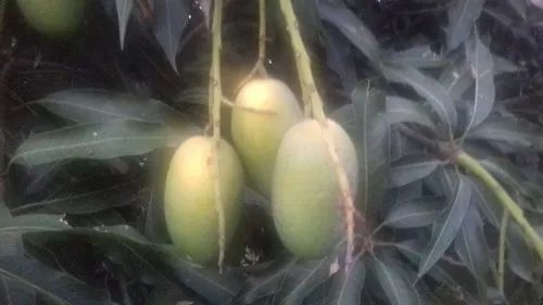 Mango - Dashehari