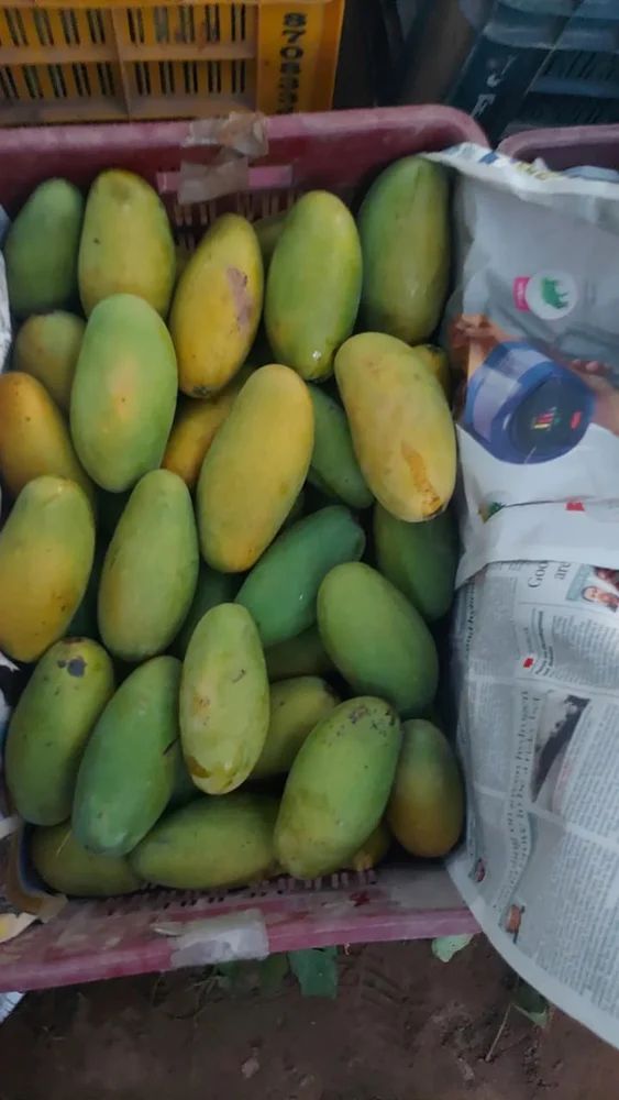 Dasheri Mango