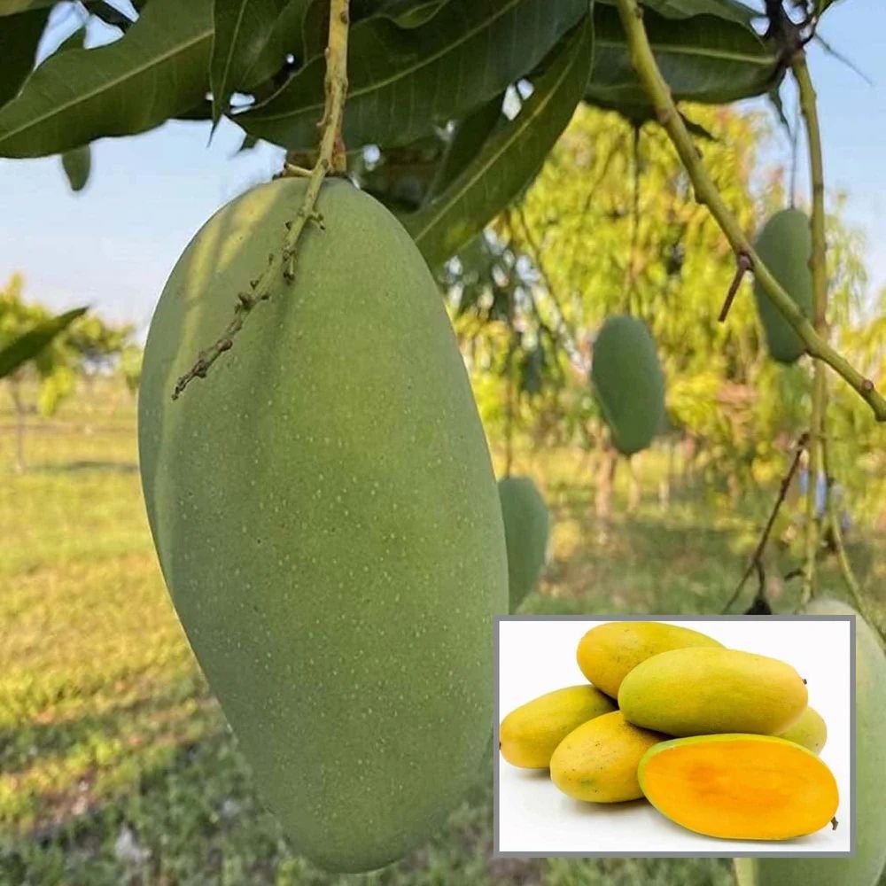 Dussehri Mango