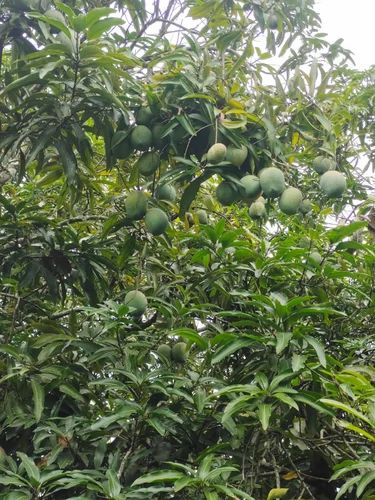 Neelam Mango, 20 Kg