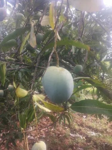 Natural Neelam Mango, Box, Packaging Size: 20 Kg