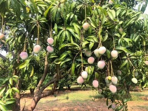 Neelam Mango (Raw)
