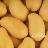 Mallika Mango