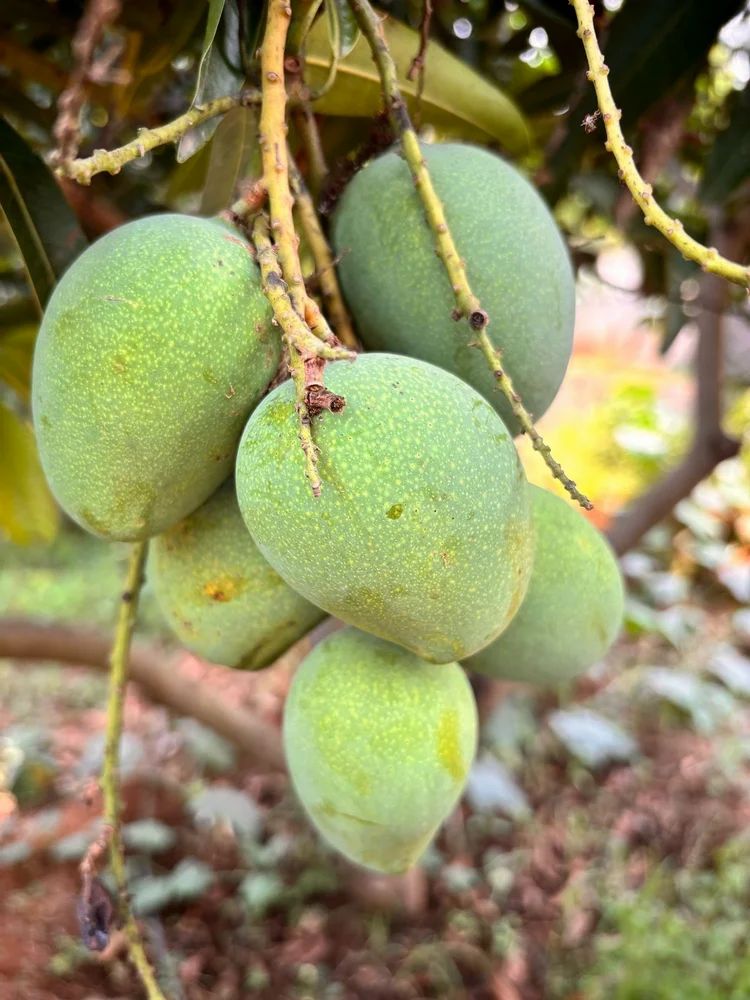 Neelam Mango