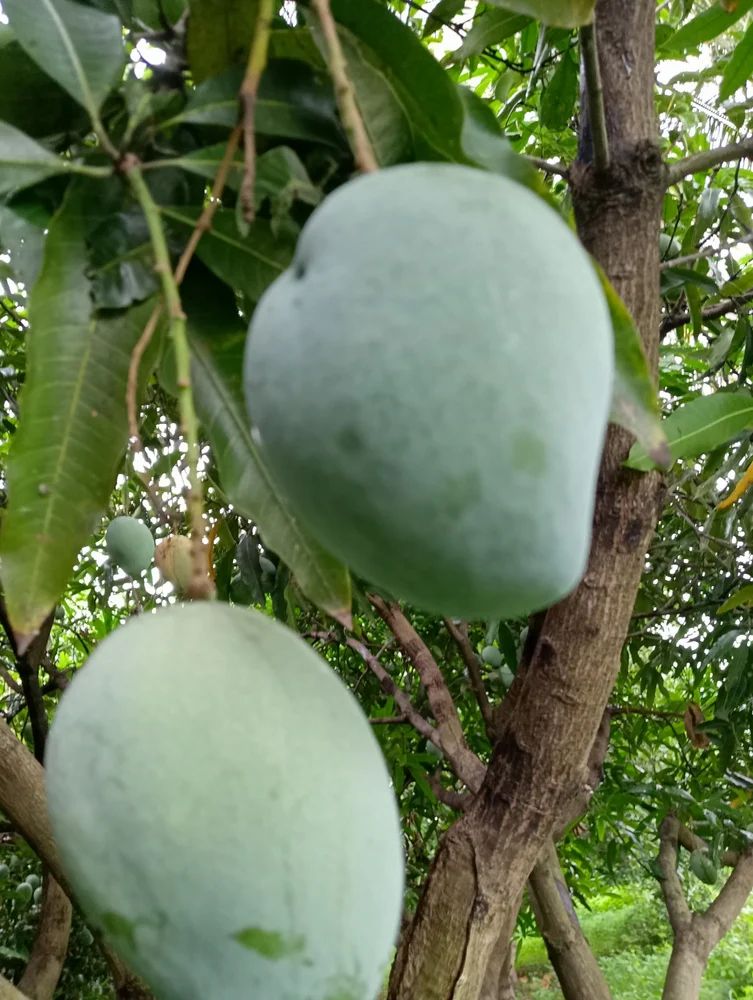 Neelam Mango