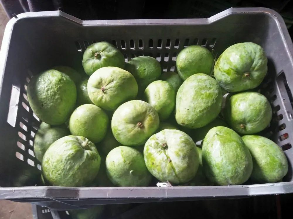 Malgova Mangoes