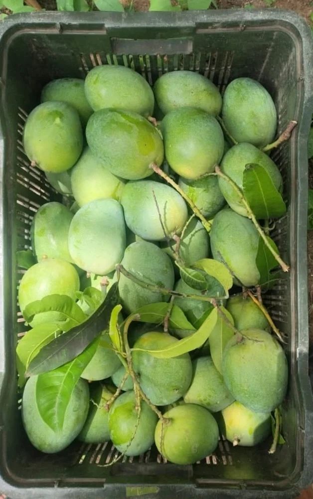 Neelam Mango