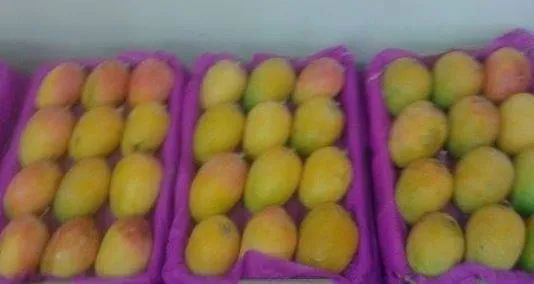 Neelam Mango