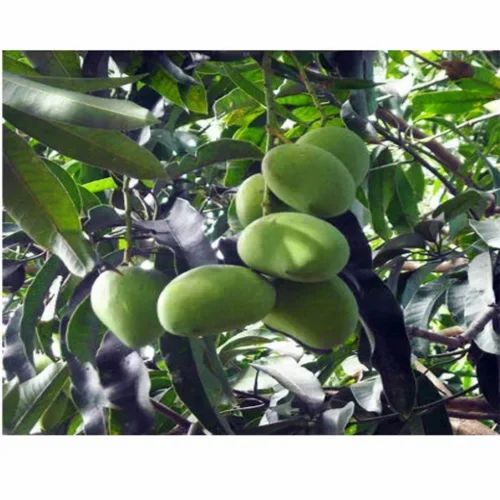 Amrapali Mango Plants