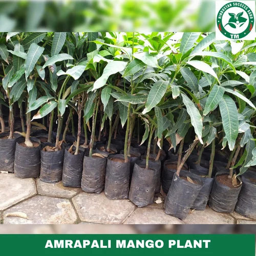 Amrapali Mango Plant