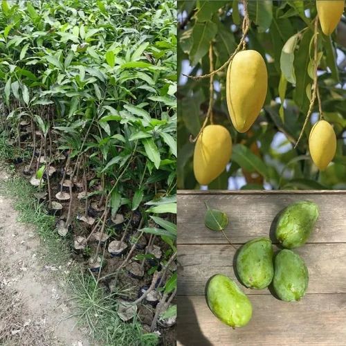 Amrapali Mango Plant
