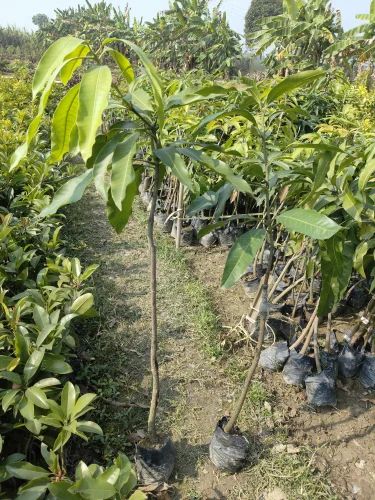 Amrapali Mango Plant