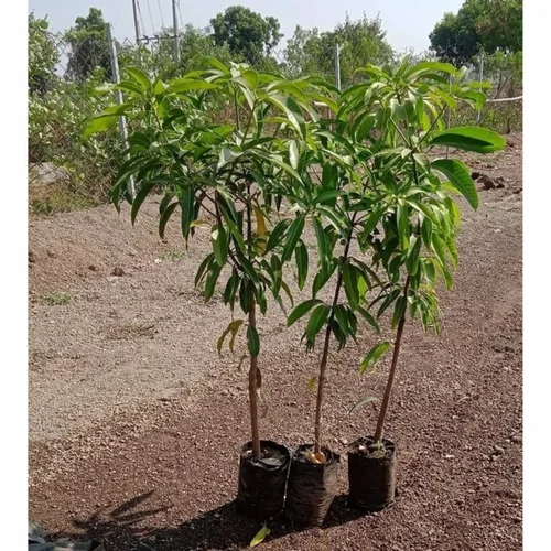 Amrapali Mango Plant