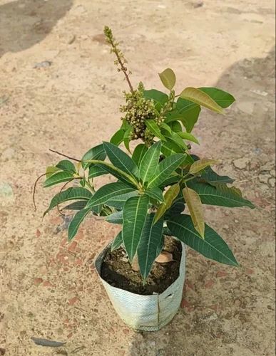 Amrapali Mango Plant