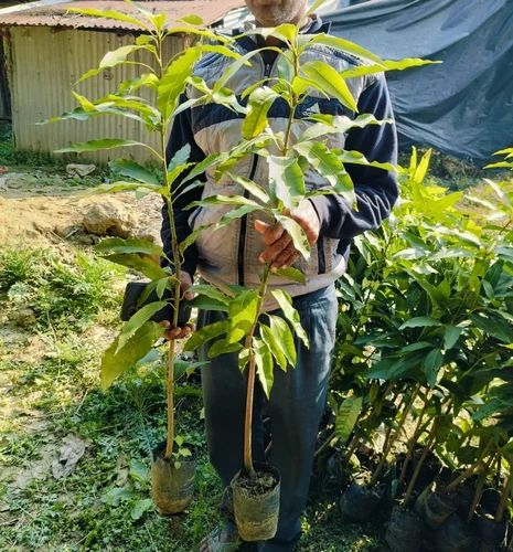 Amrapali Mango Plant