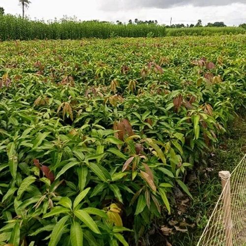 Amrapali Mango Plant