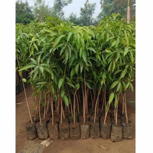 Amrapali Mango Plant