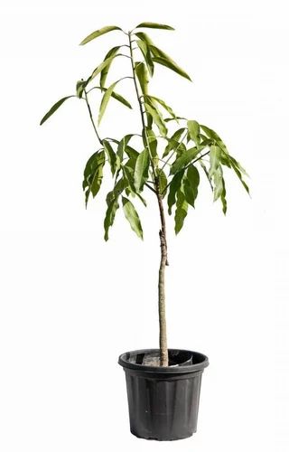 Amrapali Grafted Mango Plant