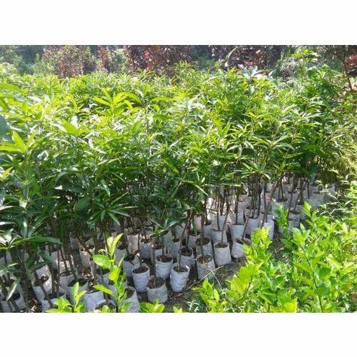 Amarpali Mango Plant