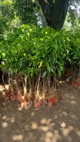 Amrapali Mango Plant