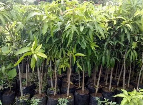 Amrapali Mango Plant